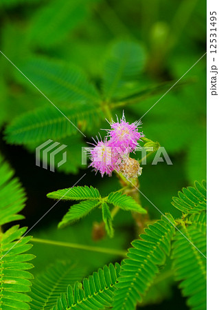 オジギソウの花 オジギソウの花 12531495