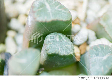 ハワーシア・マウガニー、万象、ユリ科、アフリカ南部(ケープ) ハワーシア・マウガニー、万象、ユリ科、アフリカ南部(ケープ) 12531548