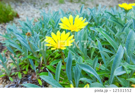 ガザニア・リゲンス,、ガザニア・レモンタルト、蛇の目勲章菊、キク科、南アフリカ 12531552