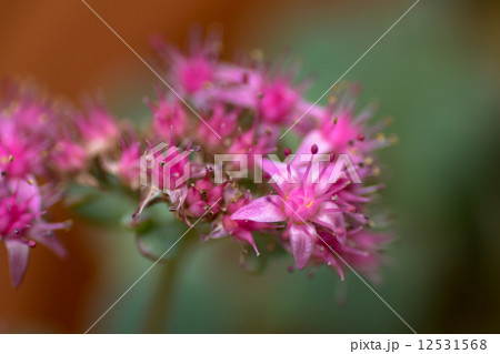 ヒダカミセバヤ、ベンケイソウ科、北海道固有種 ヒダカミセバヤ、ベンケイソウ科、北海道固有種 12531568