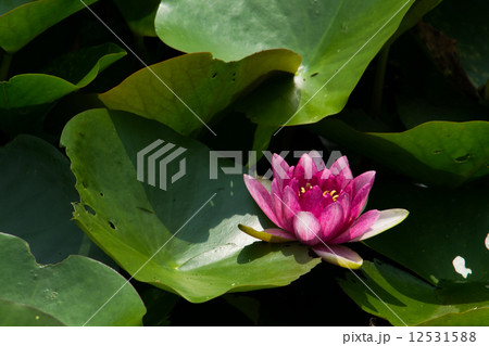 赤い睡蓮の花 赤い睡蓮の花 12531588
