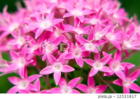 ピンクのペンタスの花 12531817
