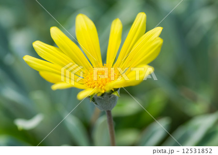 ガザニア・リゲンス,、ガザニア・レモンタルト、蛇の目勲章菊、キク科、南アフリカ 12531852