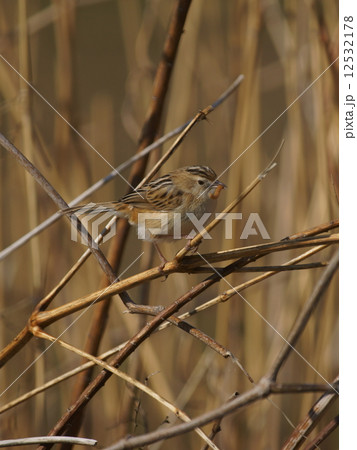 雪加 セッカで~す。 食事中です。 雪加 セッカで~す。 食事中です。 12532178