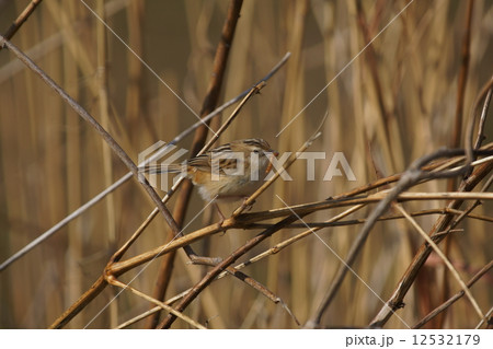 雪加　セッカで～す。　食事中です。 12532179