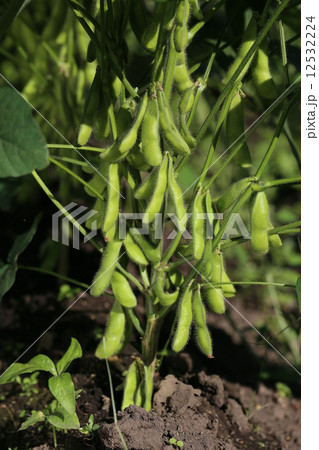 枝豆 枝豆 12532224