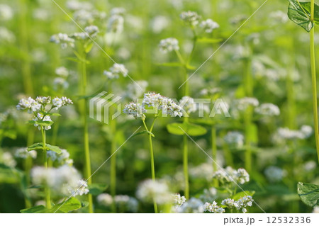 ソバの花 12532336