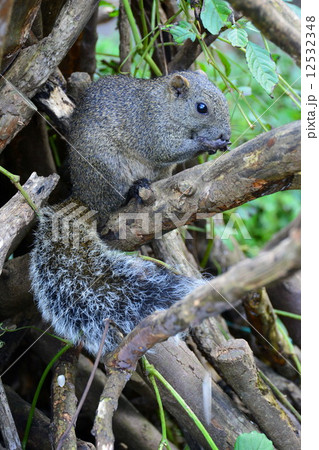 タイワンリス タイワンリス 12532348