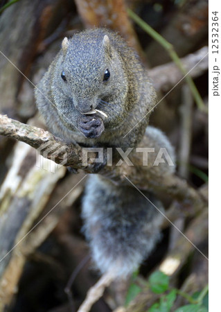 タイワンリス タイワンリス 12532364