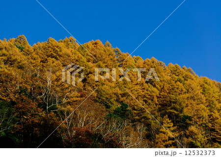 中房温泉の黄葉 中房温泉の黄葉 12532373