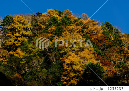 中房温泉の黄葉 12532374