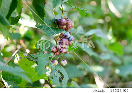 ノブドウ ノブドウ 12532402