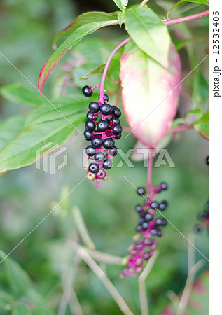 ヨウシュヤマゴボウ 12532406