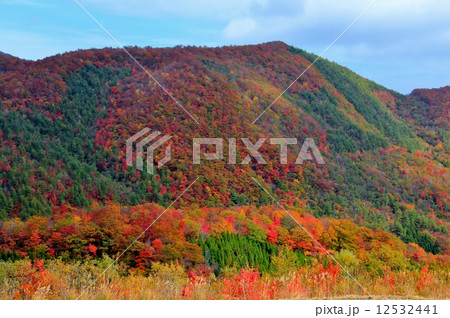 山麓の鮮やかな紅葉 12532441