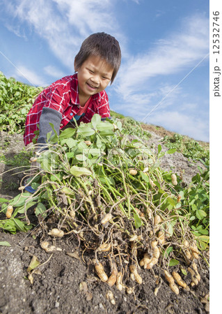 ピーナッツ堀する子供 12532746