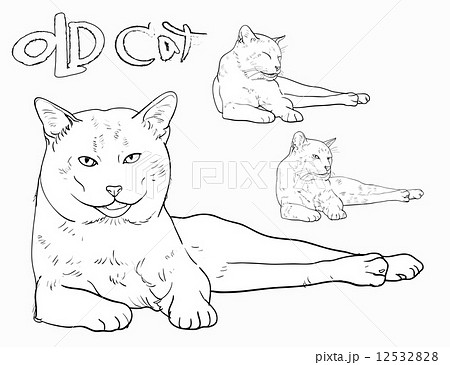 Old cat 12532828