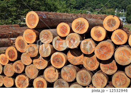 吉野杉 吉野杉 12532946