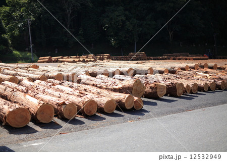 吉野杉 吉野杉 12532949