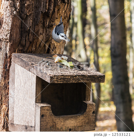 Nuthatch on bird feeder eating seed 12533121