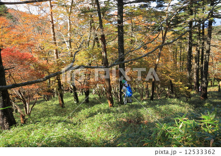 大台ケ原 大台ケ原 12533362
