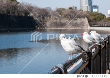 ユリカモメ ユリカモメ 12533440