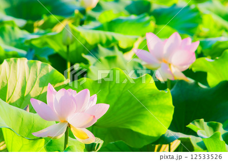 ピンクのハスの花 ピンクのハスの花 12533526