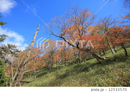 大台ケ原 紅葉 大台ケ原 紅葉 12533570