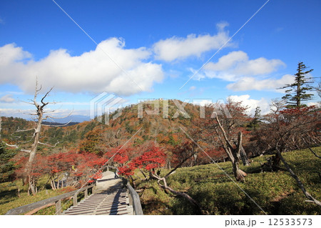大台ケ原　紅葉 12533573