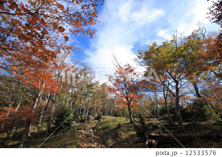 大台ケ原 紅葉 大台ケ原 紅葉 12533576