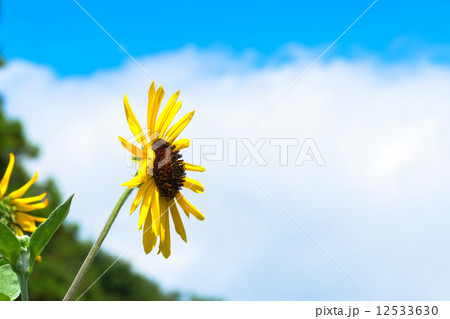 ヒマワリと夏の青い空 12533630