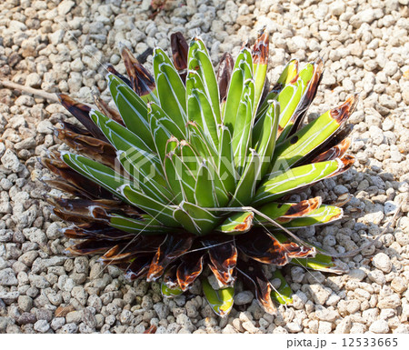 アガベ・ビクトリアエレギナエ、キジカクシ科 12533665