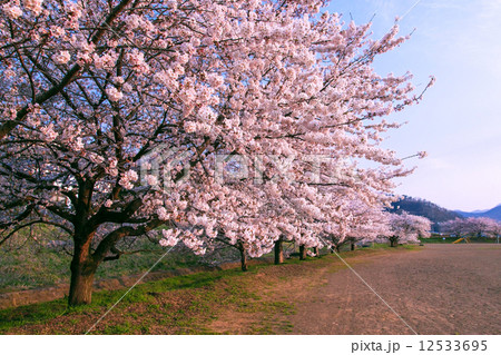 さくら 12533695