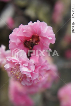 八重寒紅梅 12534159