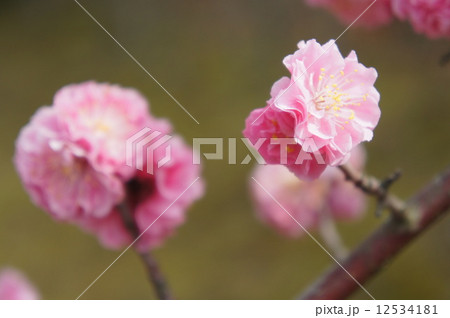 八重寒紅梅 八重寒紅梅 12534181