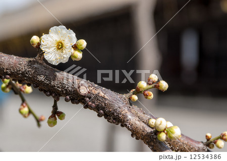 三十三間堂　白梅 12534386