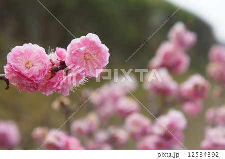 八重寒紅梅 八重寒紅梅 12534392