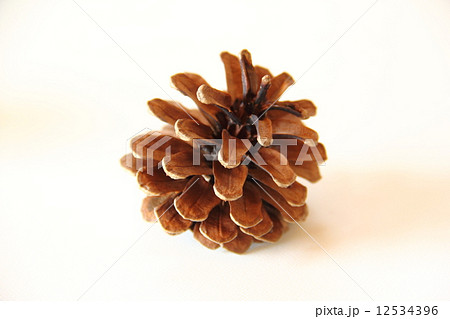 まつぼっくり 12534396