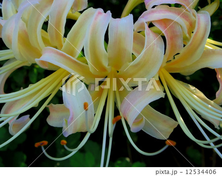 彼岸花（白・アップ） 12534406