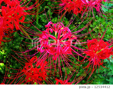 彼岸花（赤・上から） 12534412
