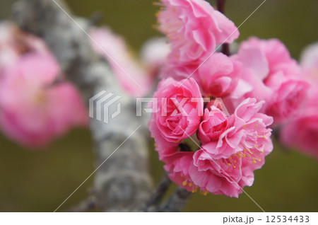 八重寒紅梅 12534433