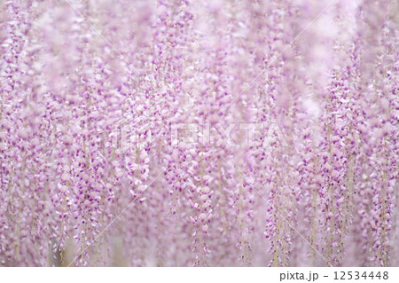 フジの花 12534448