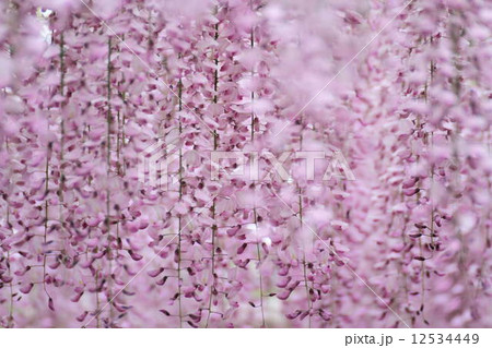 フジの花 フジの花 12534449