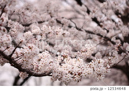 【春の満開桜ソメイヨシノ】 12534648
