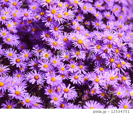 Asters Asters 12534751