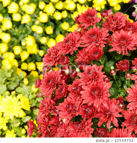 Chrysanthemums Chrysanthemums 12534752