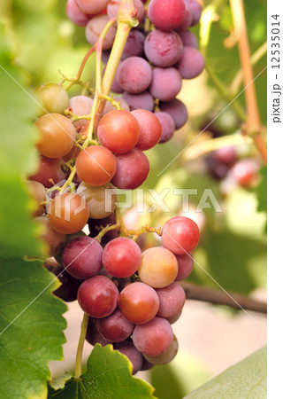 Grapes 12535014