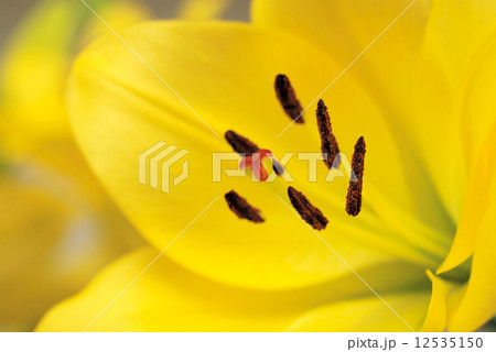 Yellow lily closeup Yellow lily closeup 12535150