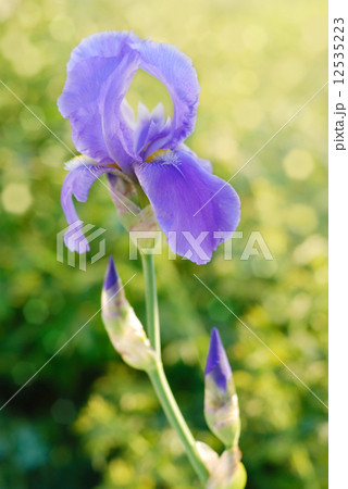Violet iris 12535223