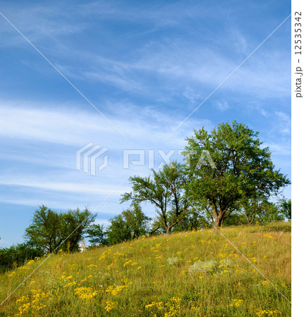 Summer landscape 12535342