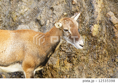 Young mouflon Young mouflon 12535398